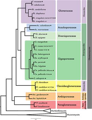 In-depth Phylogenomic Analysis of Arbuscular Mycorrhizal Fungi Based on a Comprehensive Set of de novo Genome Assemblies